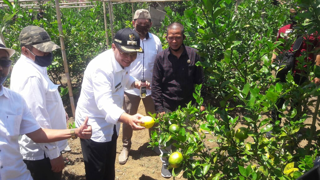 Mantap! Desa Cijambu Hasilkan 1,6 Ton Jeruk/bulan