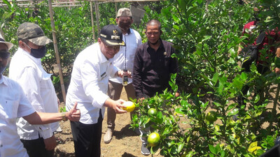 Mantap! Desa Cijambu Hasilkan 1,6 Ton Jeruk/bulan