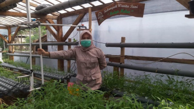 Reses, Titus Diah Tinjau Kebun Hidroponik Cimalaka