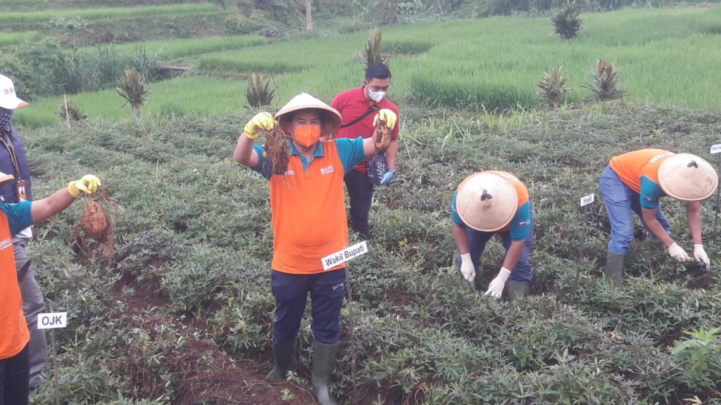 Mantap! Sumedang Luncurkan KUR Ubi Cilembu