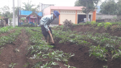 Petani Ubi Cilembu Butuh Pupuk Murah
