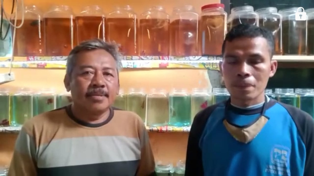 Bisnis Ikan Cupang Kian Kinclong Berkat KUBE