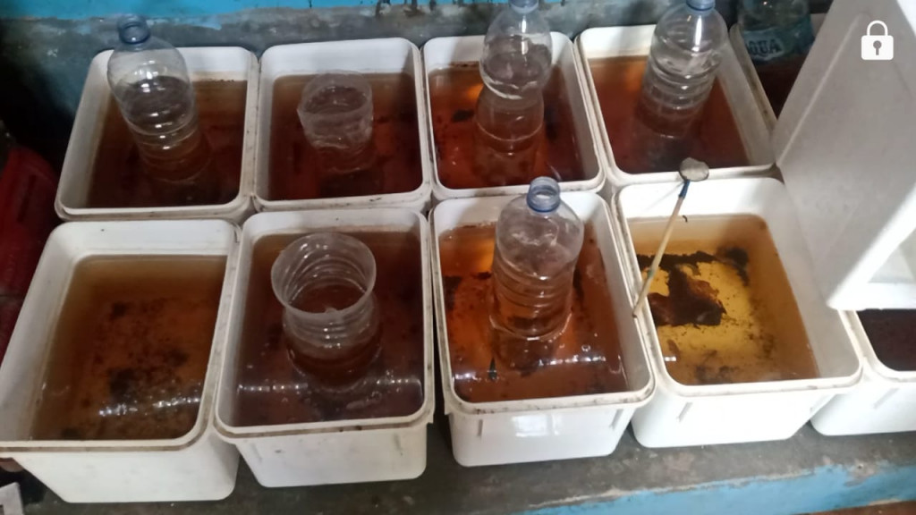 Bisnis Ikan Cupang Kian Kinclong Berkat KUBE