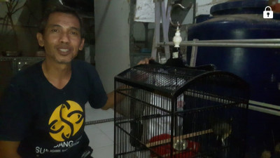 Kisah Sukses Peternak Murai Batu Jatihurip