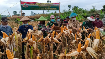 Kodim Sumedang Panen Jagung Di Lahan Demplot