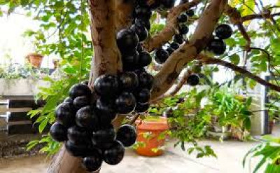 Berniat Menanam Anggur Di Taman Rumah?, Simak Tips Berikut!