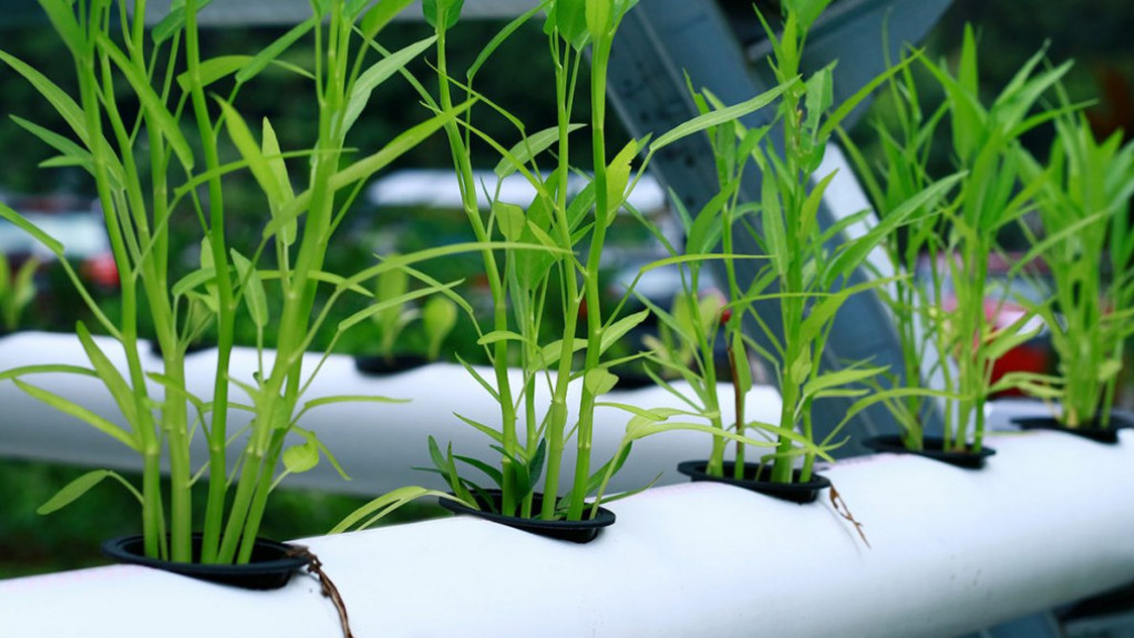 8 Cara Menanam Kangkung di Rumah dengan Mudah