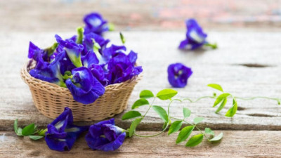 Inilah 5 Manfaat Minum Air Rebusan Bunga Telang Untuk Kesehatan Yang Jarang Diketahui!