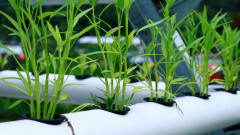 Simak! Ini 8 Cara Menanam Kangkung di Rumah dengan Mudah