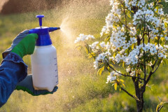 7 Bahan Alami Yang Bisa Dijadikan Pembasmi Hama