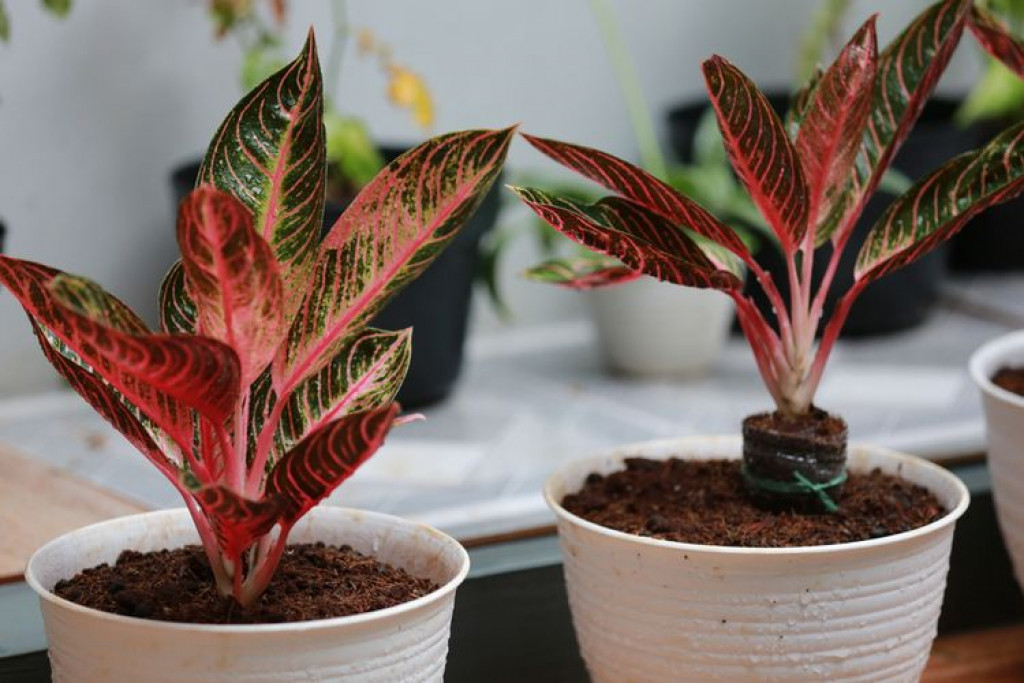 Gampang Banget, Gini Cara Menanam Bonggol Aglonema di Pot