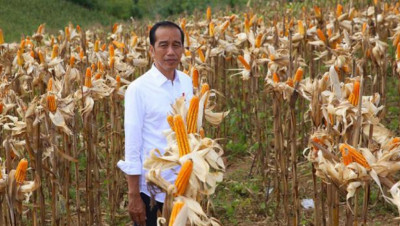 Presiden Jokowi Targetkan Indonesia Bisa Swasembada Jagung Pada 2024