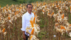 Presiden Jokowi Targetkan Indonesia Bisa Swasembada Jagung Pada 2024