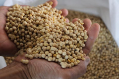 Pemerintah Prediksi Harga Acuan Kedelai Lokal Rp10 Ribu per Kilogram