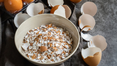 Ini Cara Memanfaatkan Cangkang Telur Dan Kulit Pisang Jadi Pupuk Organik