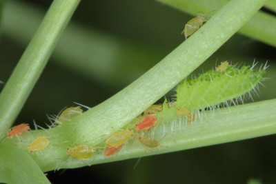 Hama Kutu Daun Persik Pada Tanaman Cabai Dan Cara Membasminya