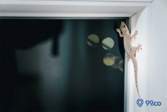 7 Cara Mengusir Cicak Agar Tak Berkeliaran Di Dalam Rumah