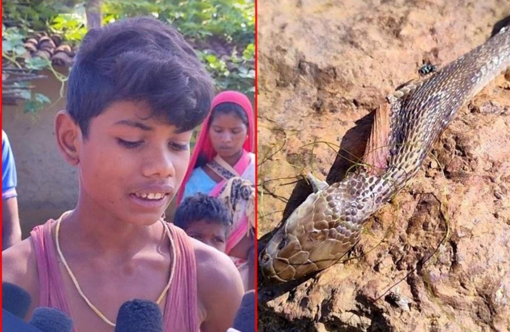 Anak 8 Tahun di India Balas Gigitan Kobra, Ularnya yang Mati
