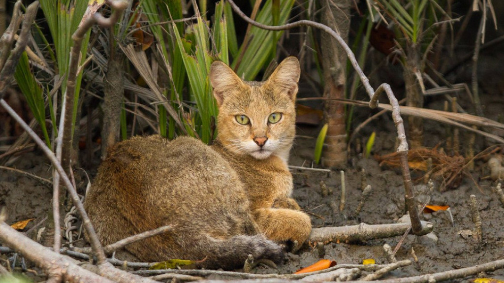 Mengenal Swamp Cat, Kucing Penguasa Rawa-rawa