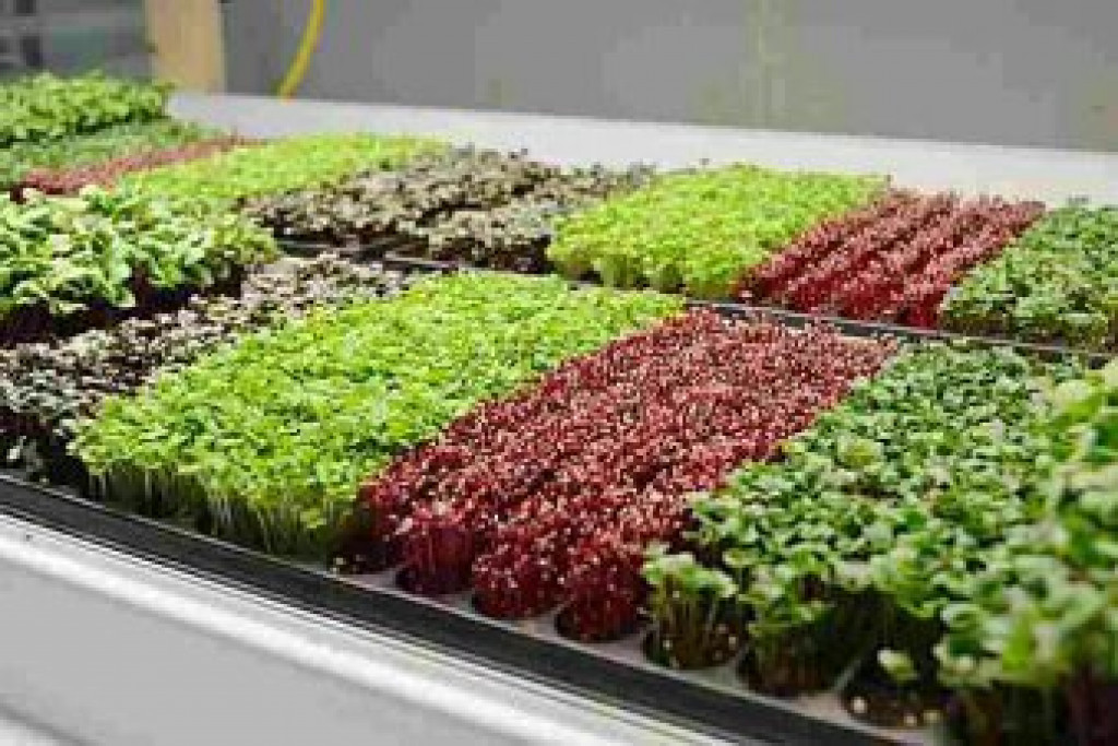 Inilah Tanaman Microgreen, Sayuran Mini yang Praktis dan Padat Gizi