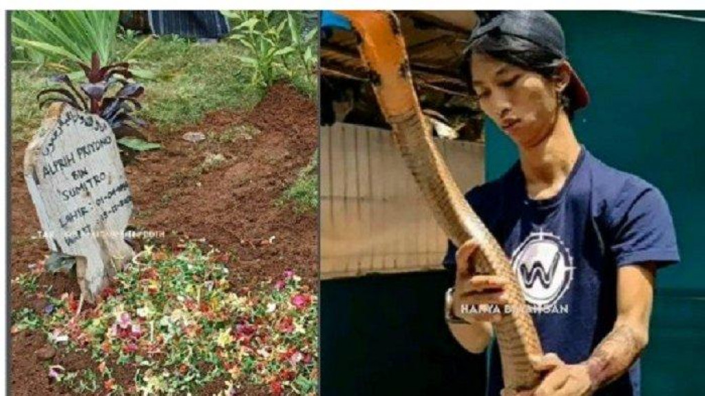 Alprih, Asisten Panji Petualang Meninggal Dipatuk King Kobra di Sukabumi