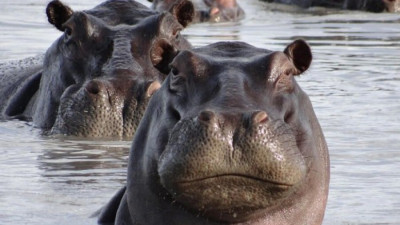 Geger! Balita Diselamatkan Usai Separuh Tubuhnya Dilahap Kuda Nil