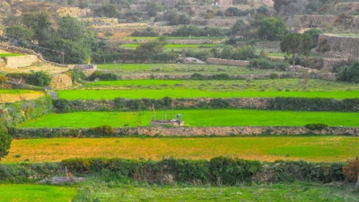 Diduga Gunakan Air Limbah, Pertanian Di Makkah Diselidiki