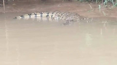 Ngeri! Seorang Pemuda Diterkam Buaya saat Mancing, Masih dalam Pencarian