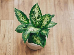 Hasilkan Banyak Oksigen, Ini 9 Jenis Tanaman yang Bisa Menyegarkan Udara