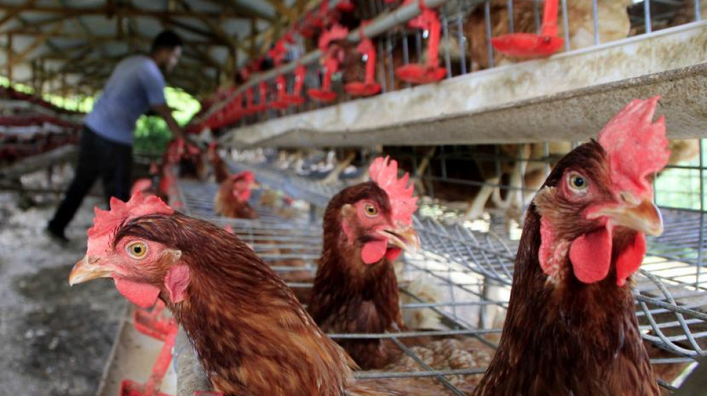 Buntut Harga Ayam Anjlok, Peternak Alami Kerugian Rp3,2 T Selama 2022