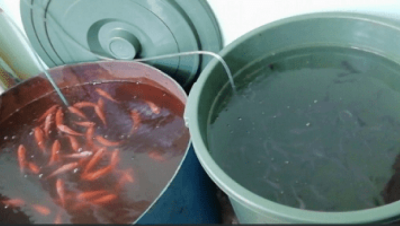 Ingin Sukses Budidaya Ikan Dalam Ember? Simak Tips Berikut!