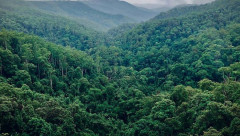 Tahun Ini, Menteri LHK Bakal Tetapkan 26,1 Juta Ha Kawasan Hutan