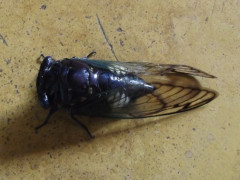 Turaes, Makanan Khas Conggeang dan Buahdua