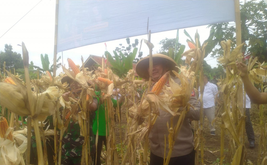 Wujudkan Program Ketahanan Pangan, Polres Sumedang Laksanakan Panen Jagung Hybrida