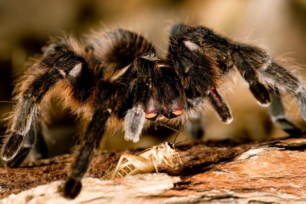 Viral! Tarantula Berkeliaran di Pesawat, Penumpang Histeris