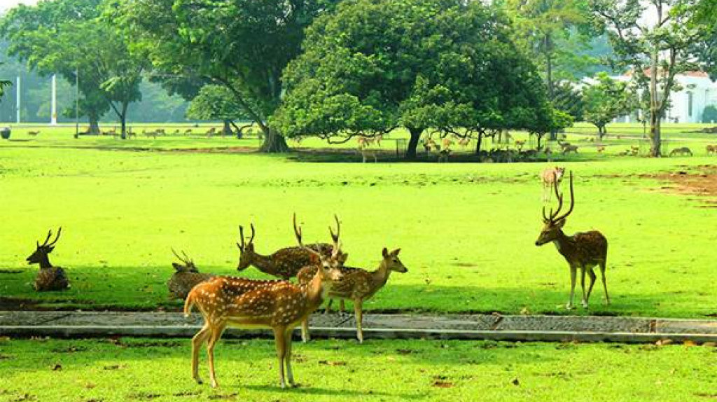 6 Kebun Raya di Indonesia yang Cocok Dikunjungi Bareng Keluarga