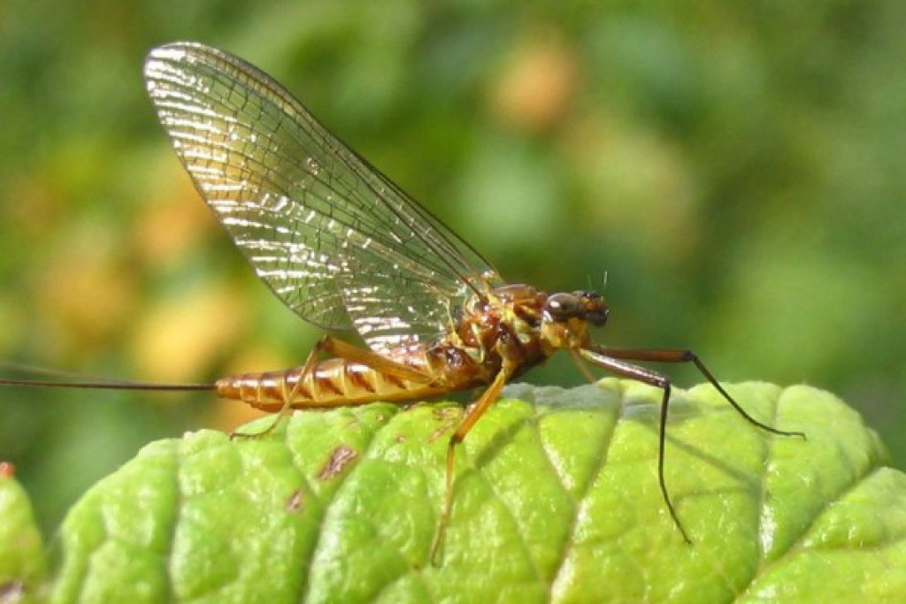 Deretan Hewan yang Cepat Mati, Nomor 2 Usia Dewasanya Hanya 24 Jam