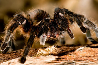 Viral! Tarantula Berkeliaran Di Pesawat, Penumpang Histeris