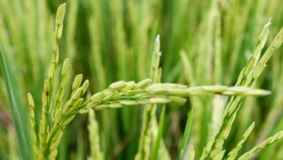 Akibatkan Gagal Panen, Ini Penyebab Bulir Padi Hampa