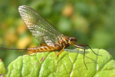 Deretan Hewan Yang Cepat Mati, Nomor 2 Usia Dewasanya Hanya 24 Jam