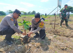 Bareng Kodim 0610 Sumedang, Polres Sumedang Tanam Bibit Jagung Hibrida