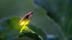 3 Fakta Menarik Kunang-kunang Yang Jarang Diketahui, Yuk Simak!