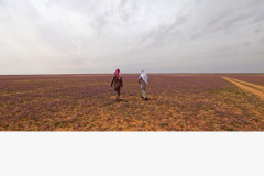 Fakta-fakta Gurun Pasir Arab Saudi yang Berubah Menjadi Ladang Lavender