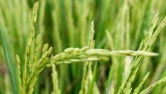 Akibatkan Gagal Panen, Ini Penyebab Bulir Padi Hampa