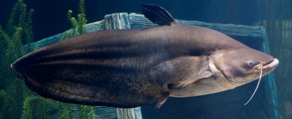 Fakta Menarik Ikan Tapah, Ikan Berkumis yang bisa Tumbuh Sebesar Manusia