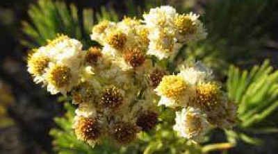 Bunga Edelweis Tidak Boleh Dipetik Dari Gunung, Ini 5 Alasannya!