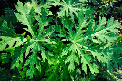 7 Manfaat Daun Pepaya, Salah Satunya Menurunkan Risiko Kanker 