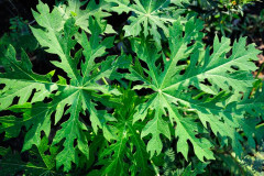 7 Manfaat Daun Pepaya, Salah Satunya Menurunkan Risiko Kanker 