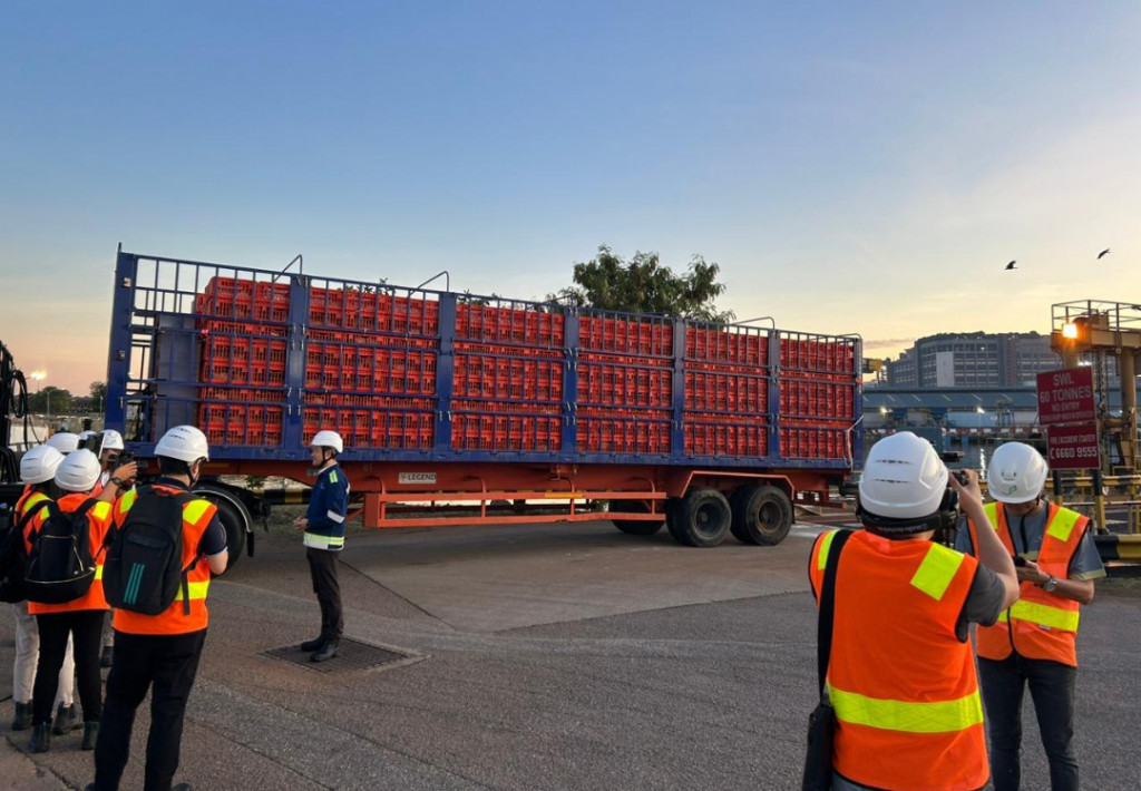 Indonesia Sukses Ekspor Perdana Ayam Hidup ke Singapura