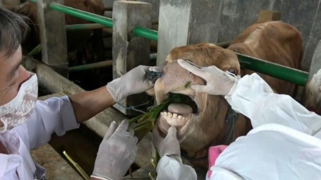 Diskanak akan Lalukan Pemeriksaan Hewan Kurban